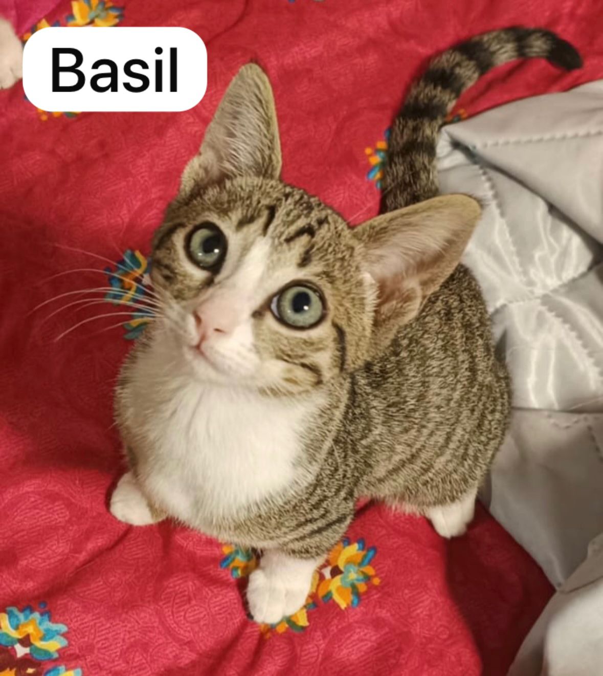 Cat image