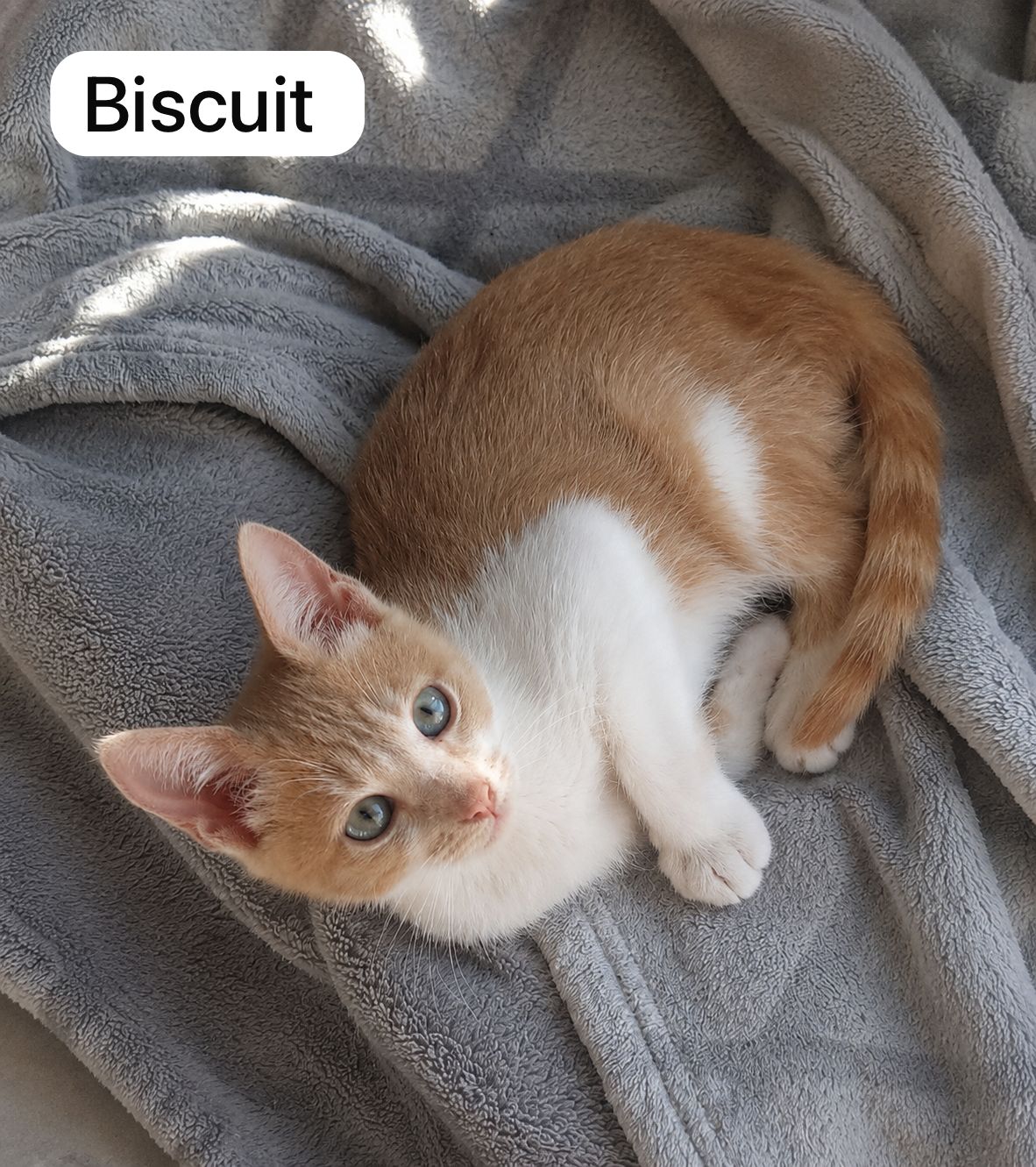 Cat image