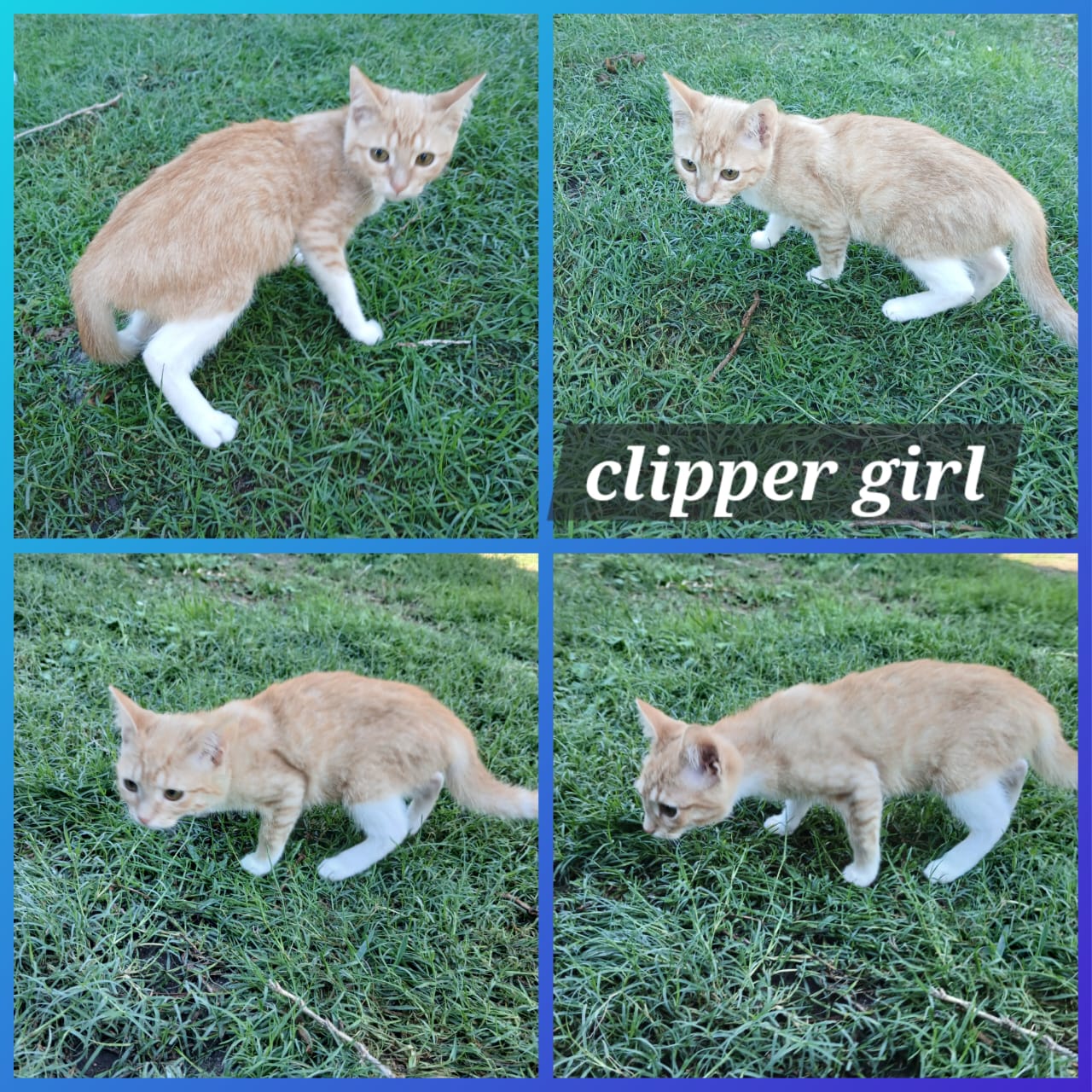 Cat image