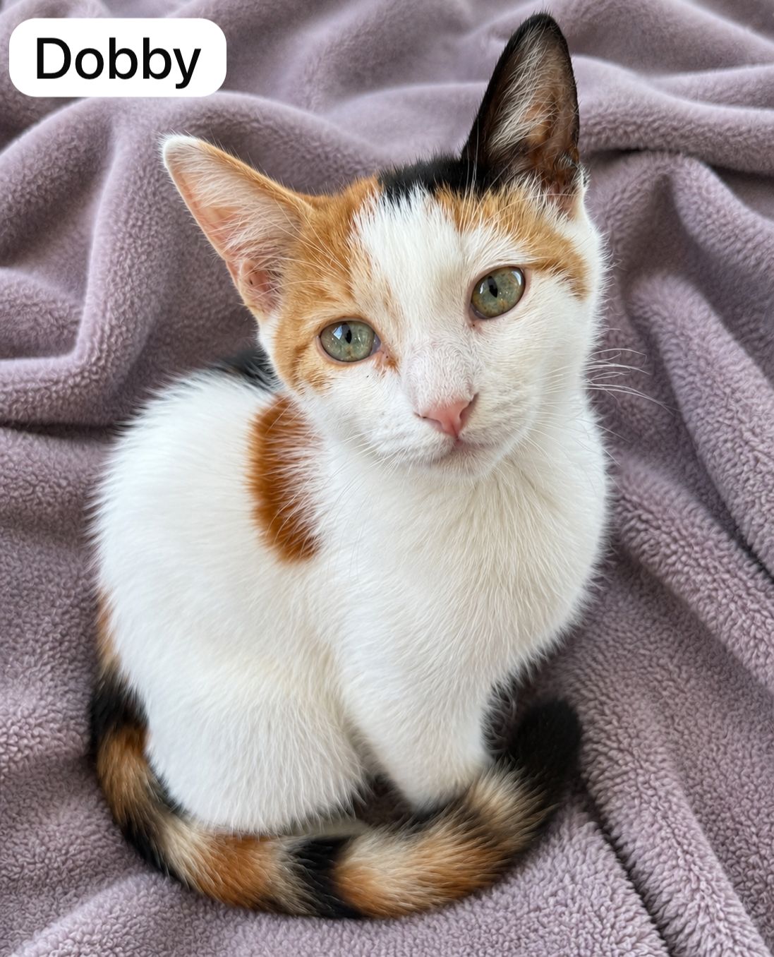 Cat image