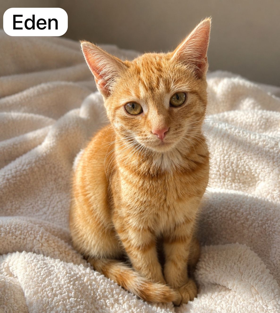 Cat image
