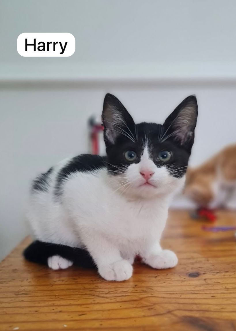 Cat image