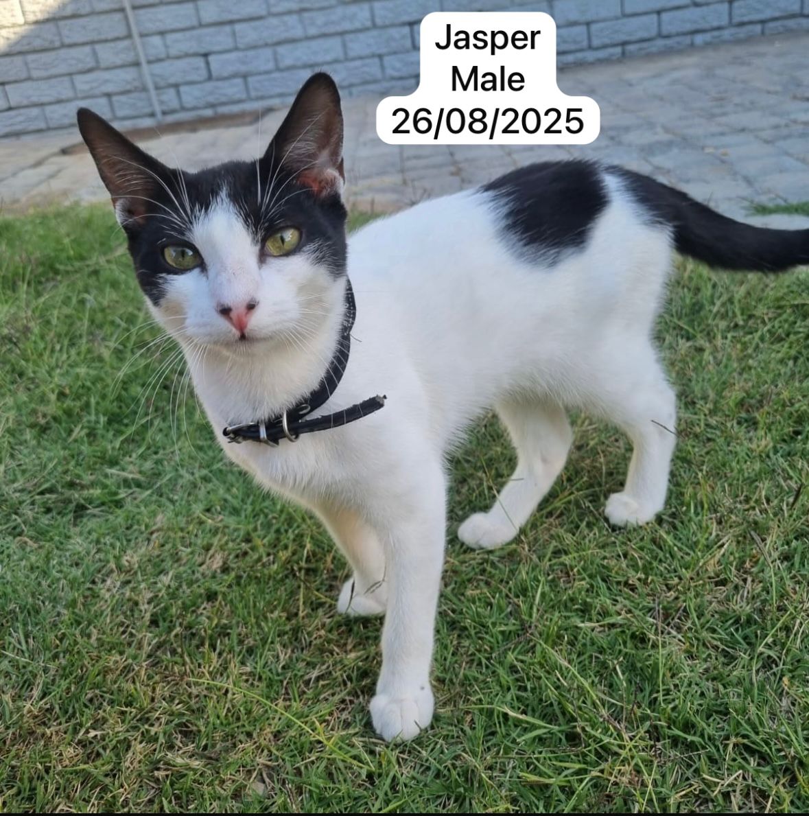 Cat image