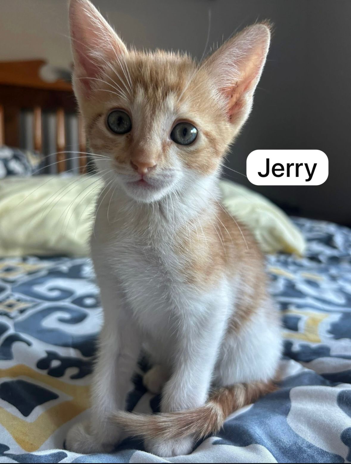 Cat image