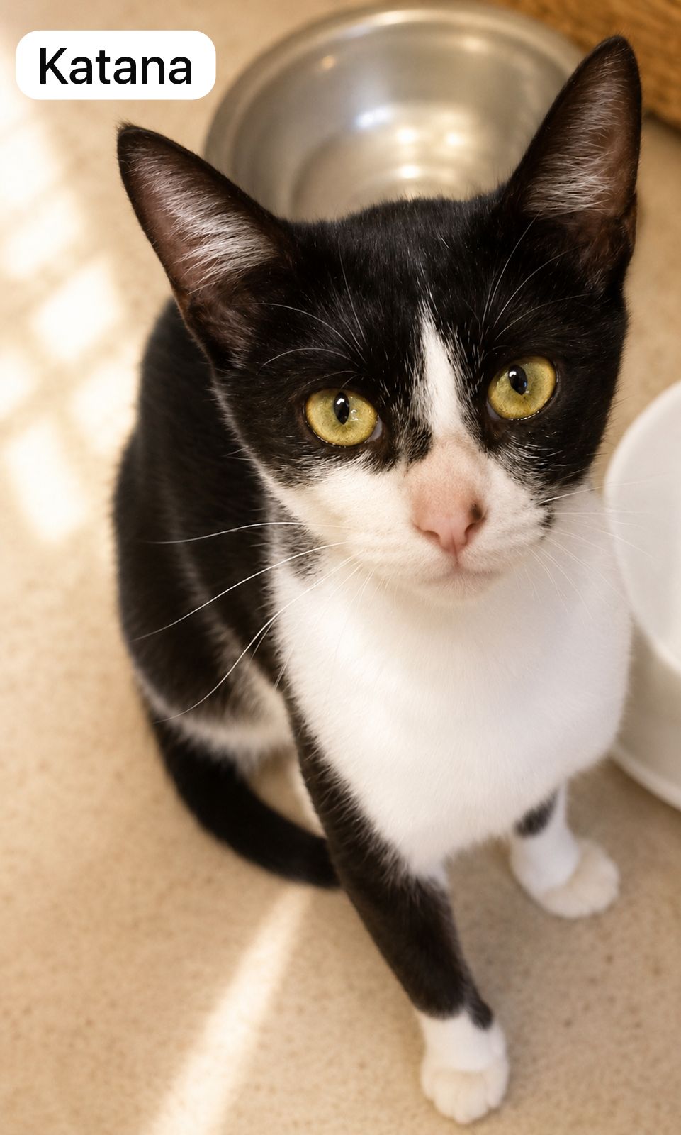 Cat image