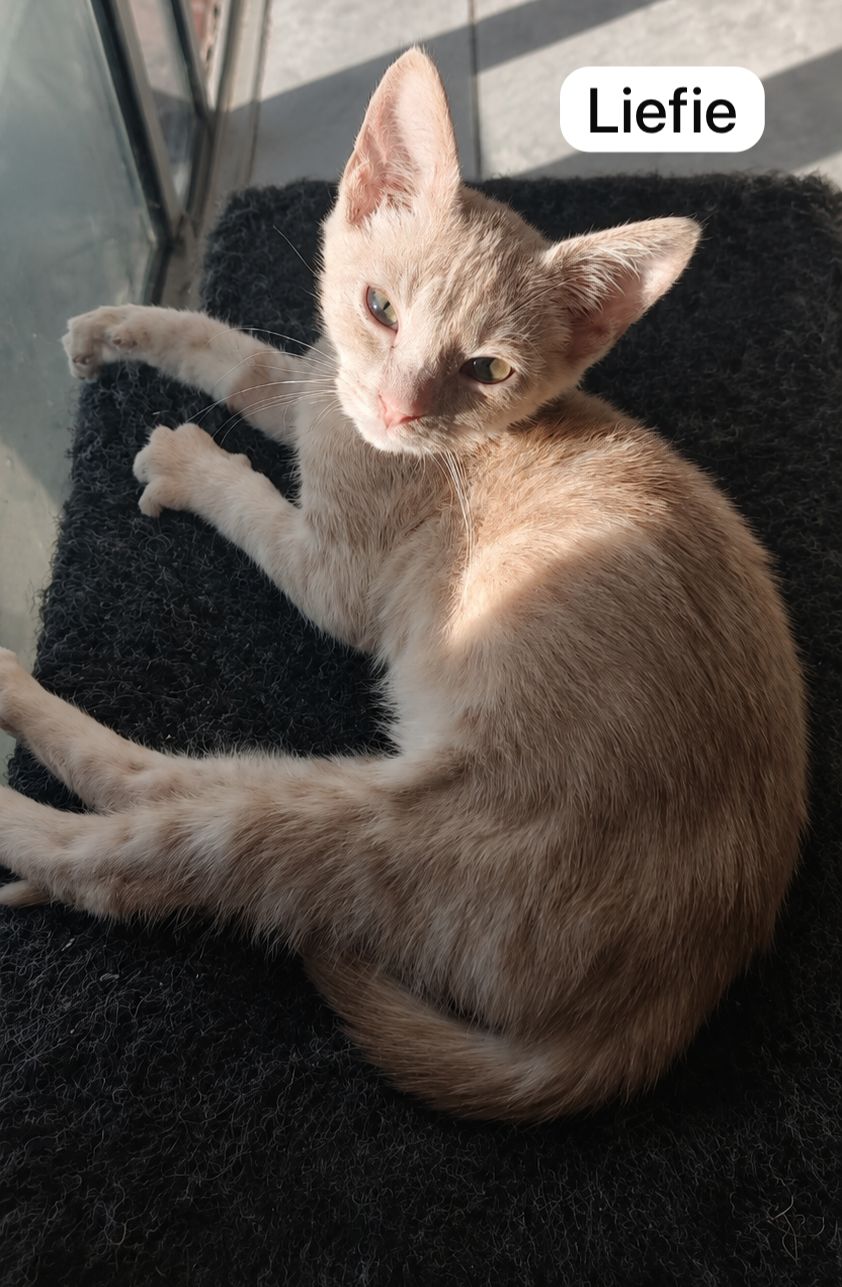 Cat image