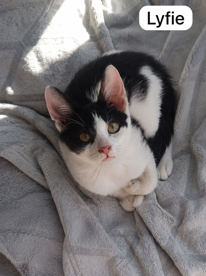 Cat image