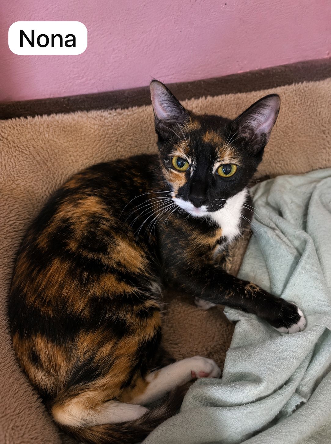 Cat image