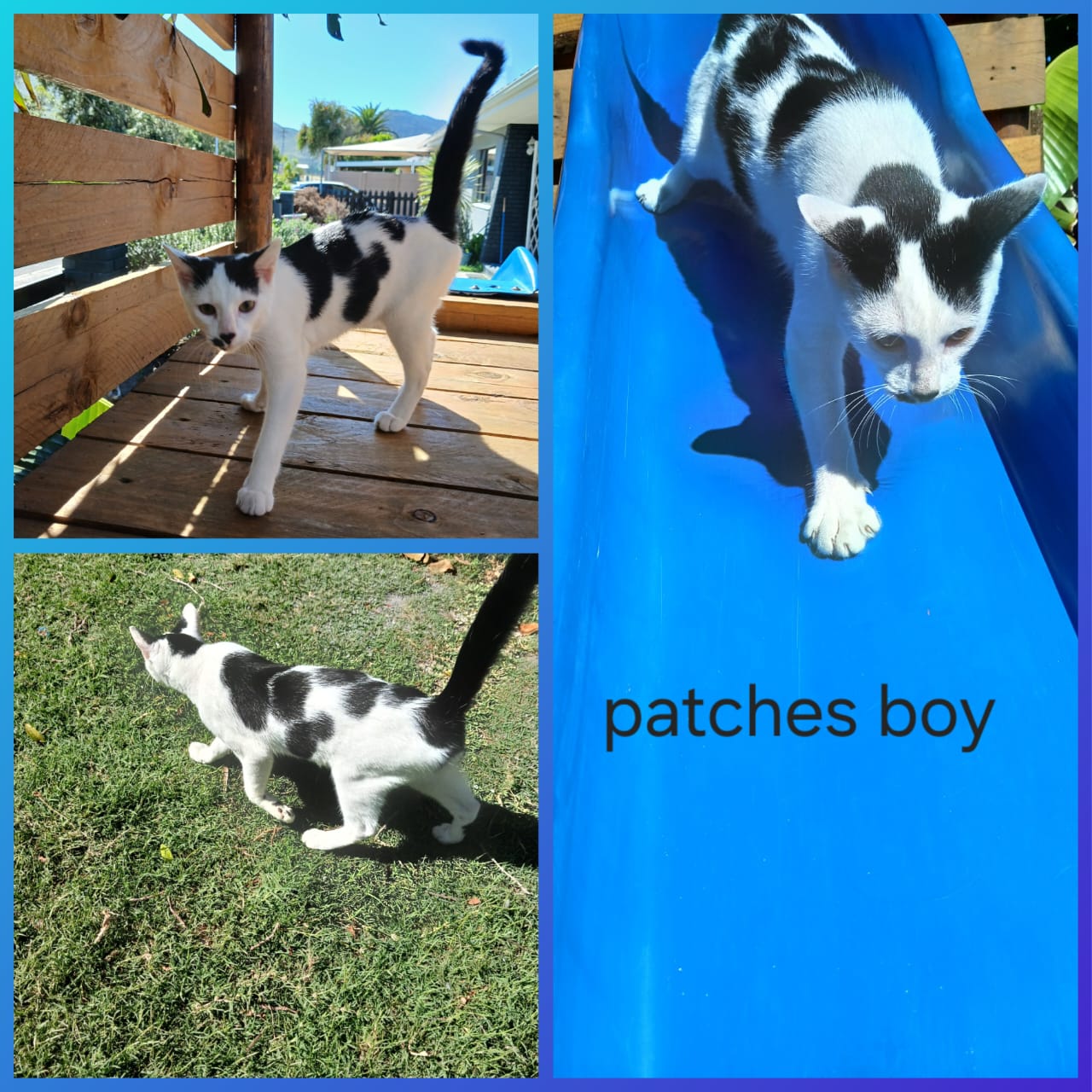 Cat image