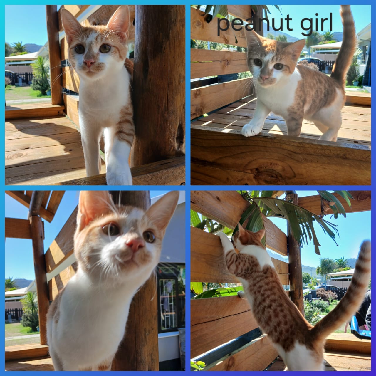 Cat image
