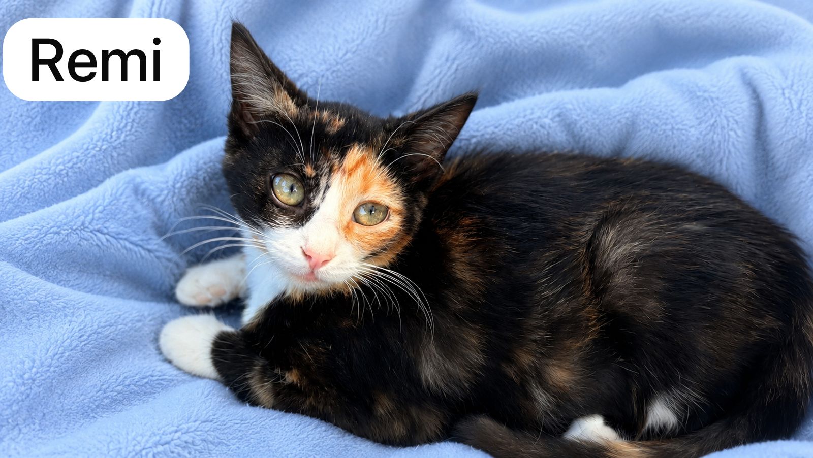Cat image