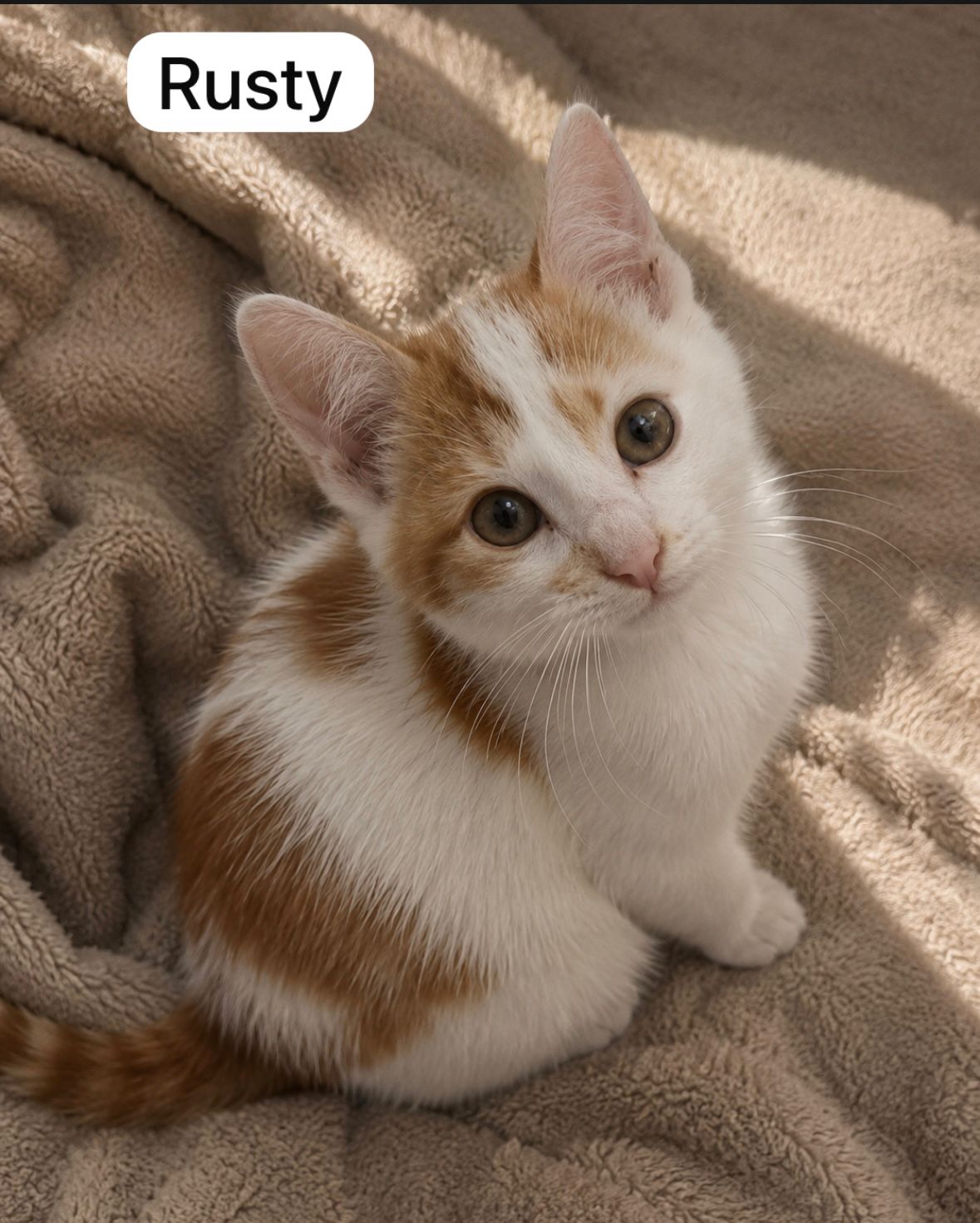 Cat image