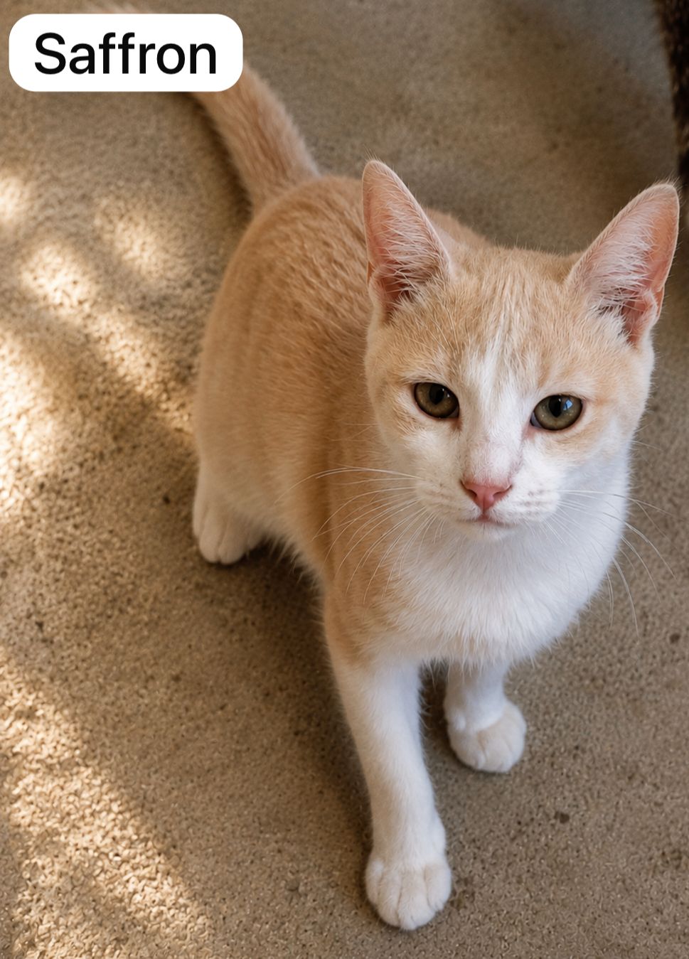 Cat image