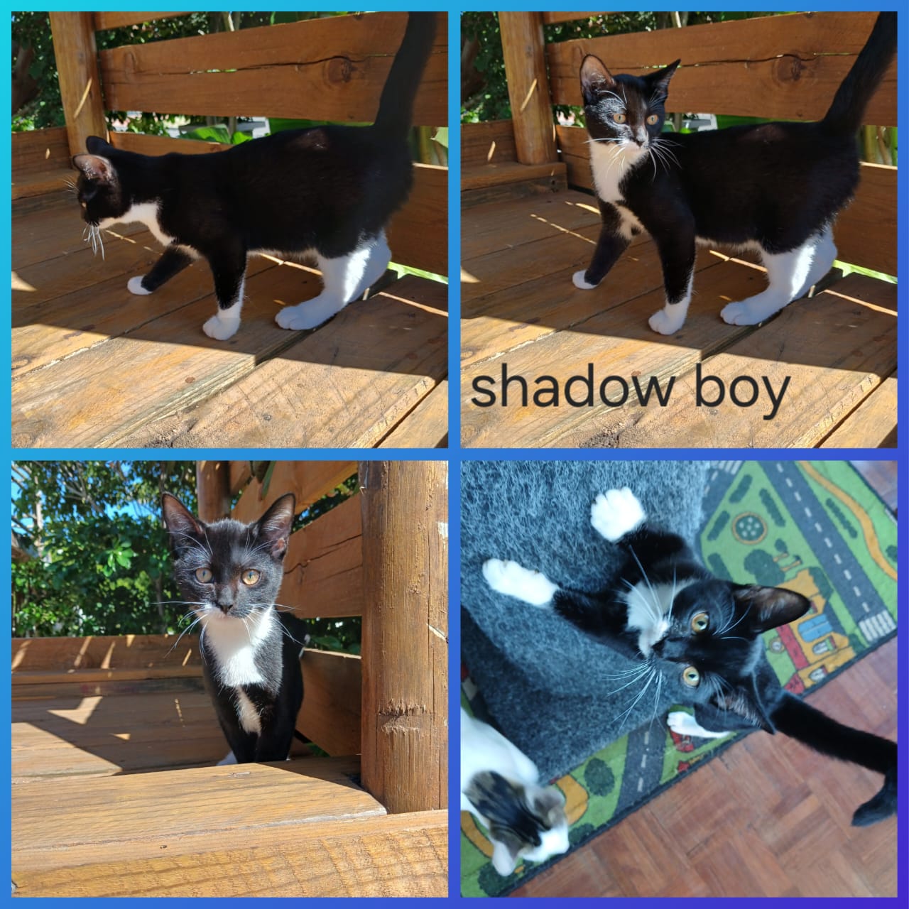 Cat image