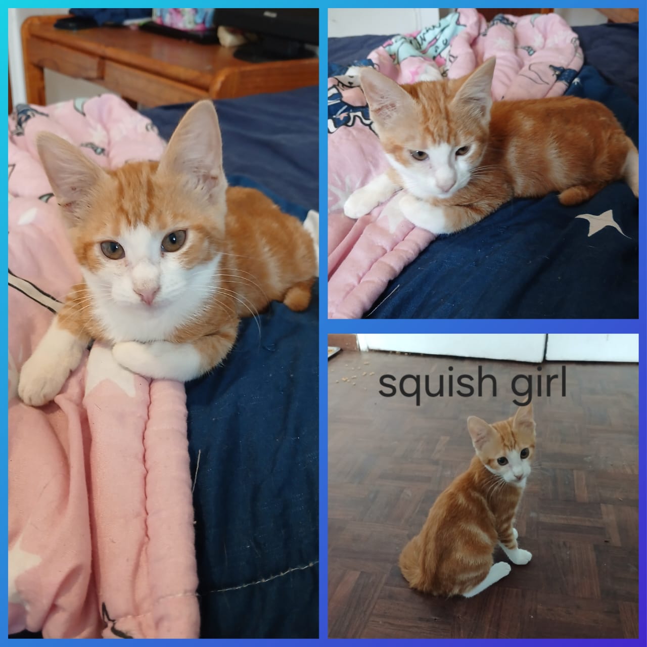 Cat image