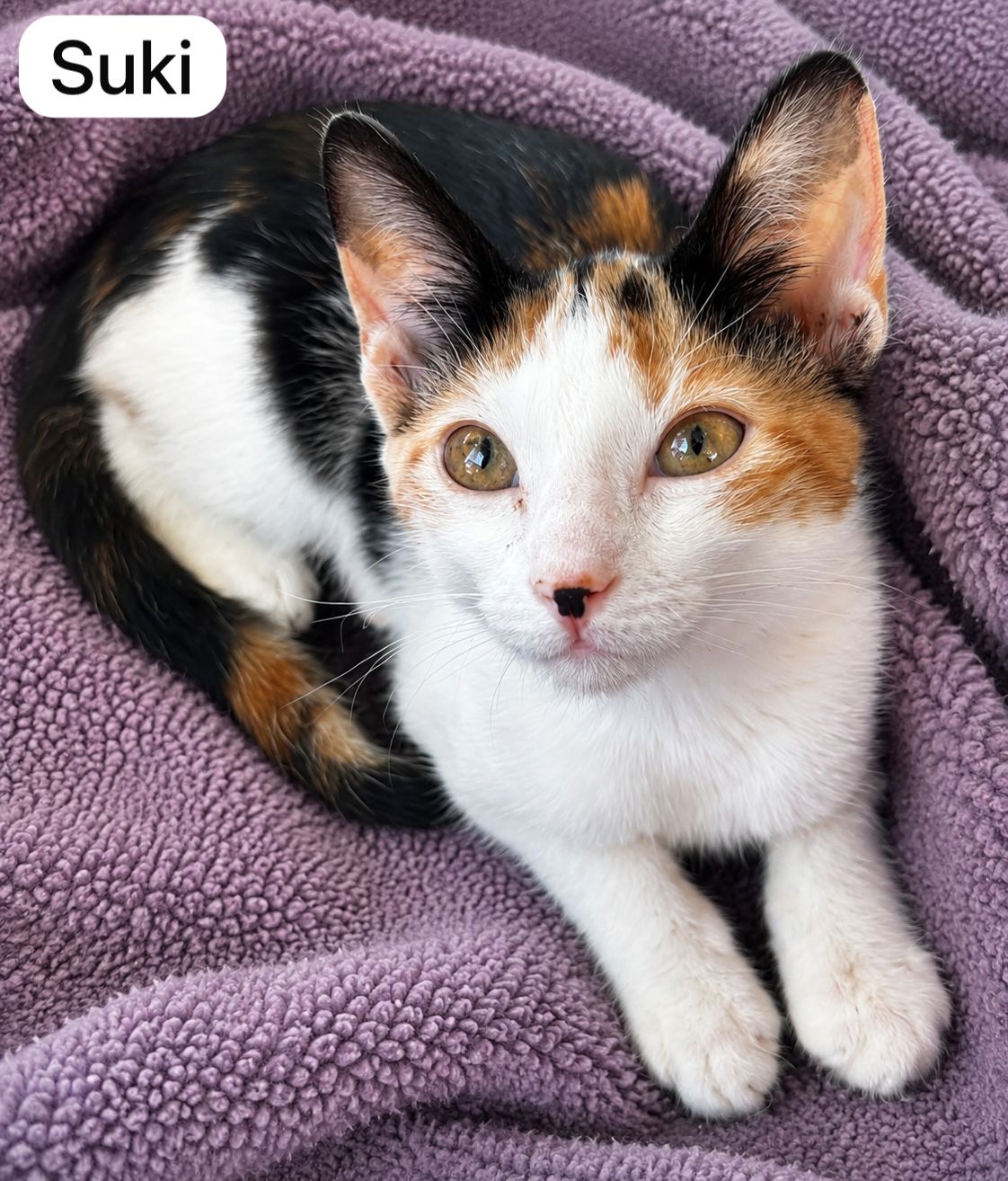 Cat image