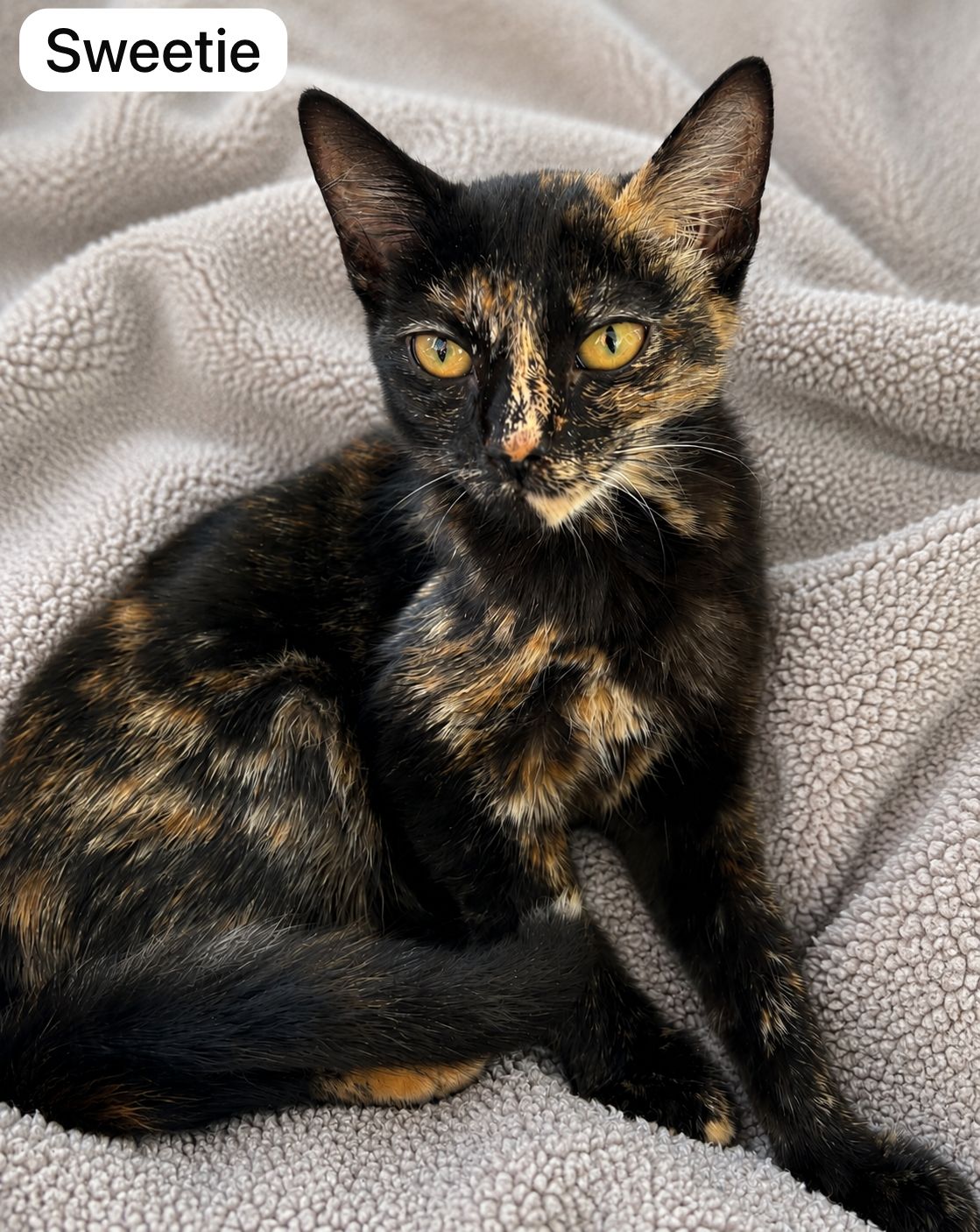 Cat image