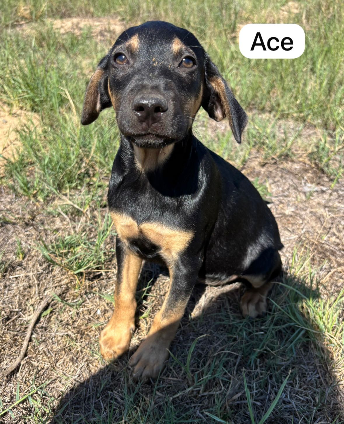 Dog image