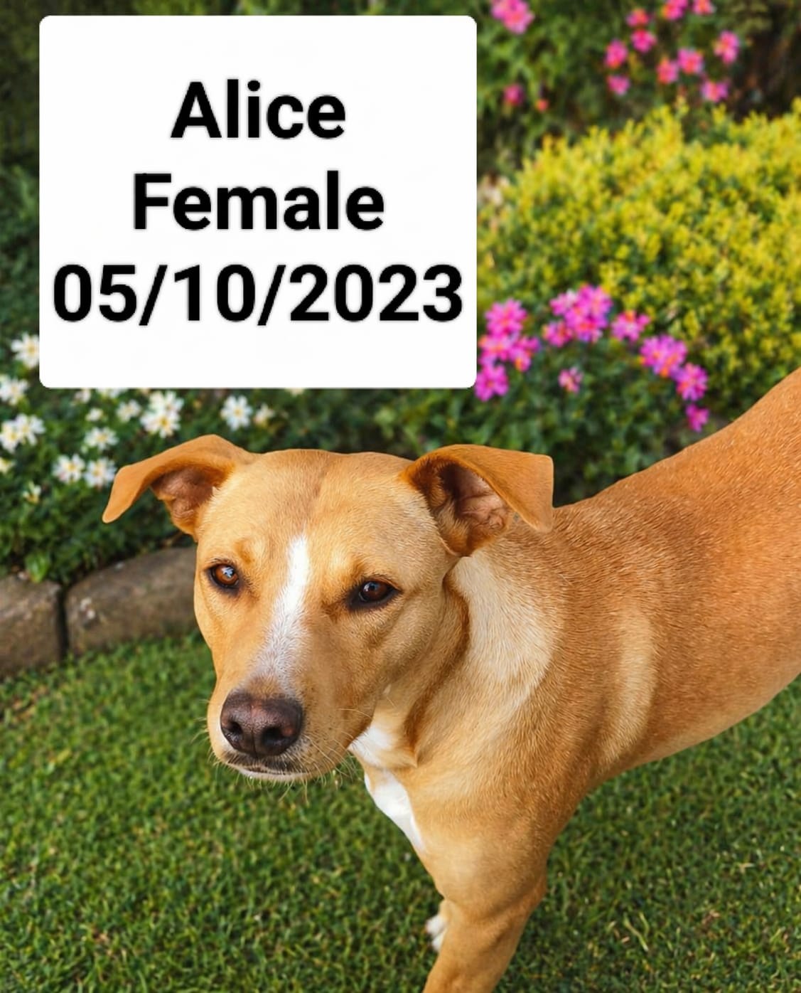 Dog image