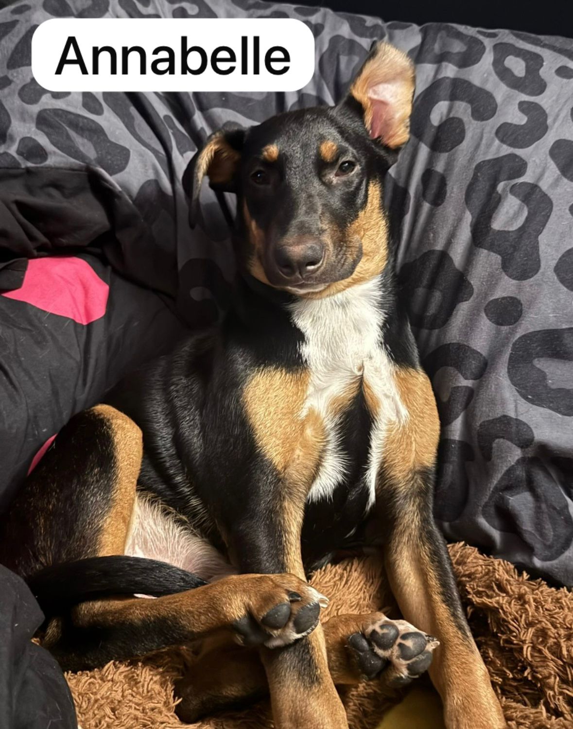 Dog image