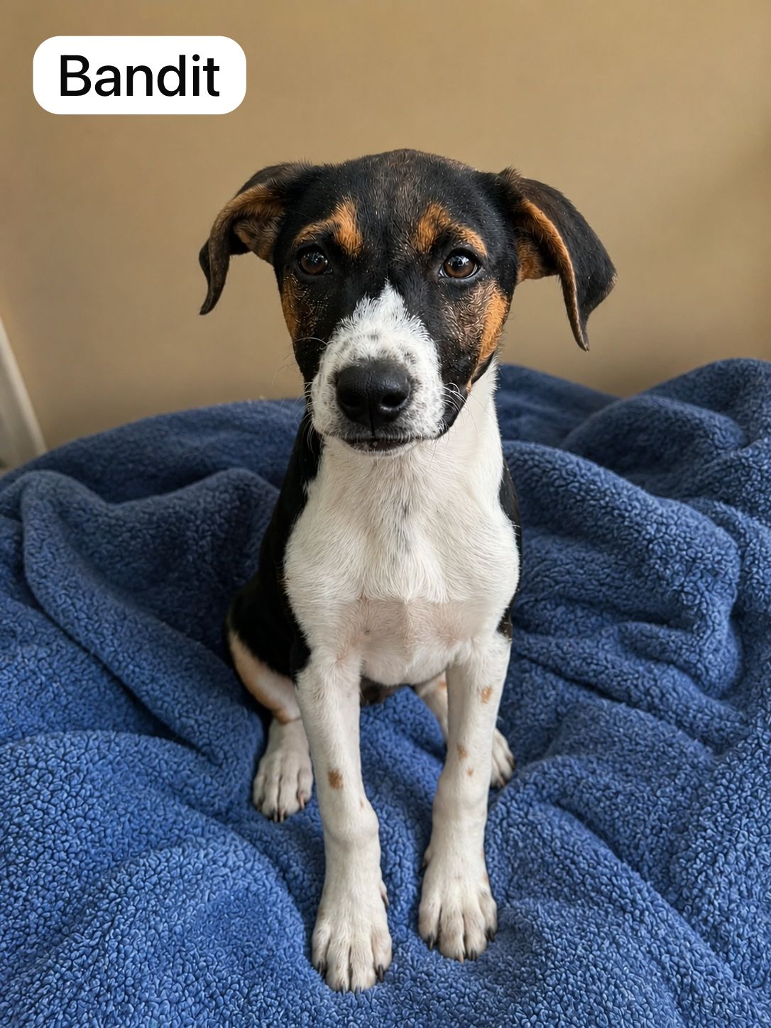 Dog image