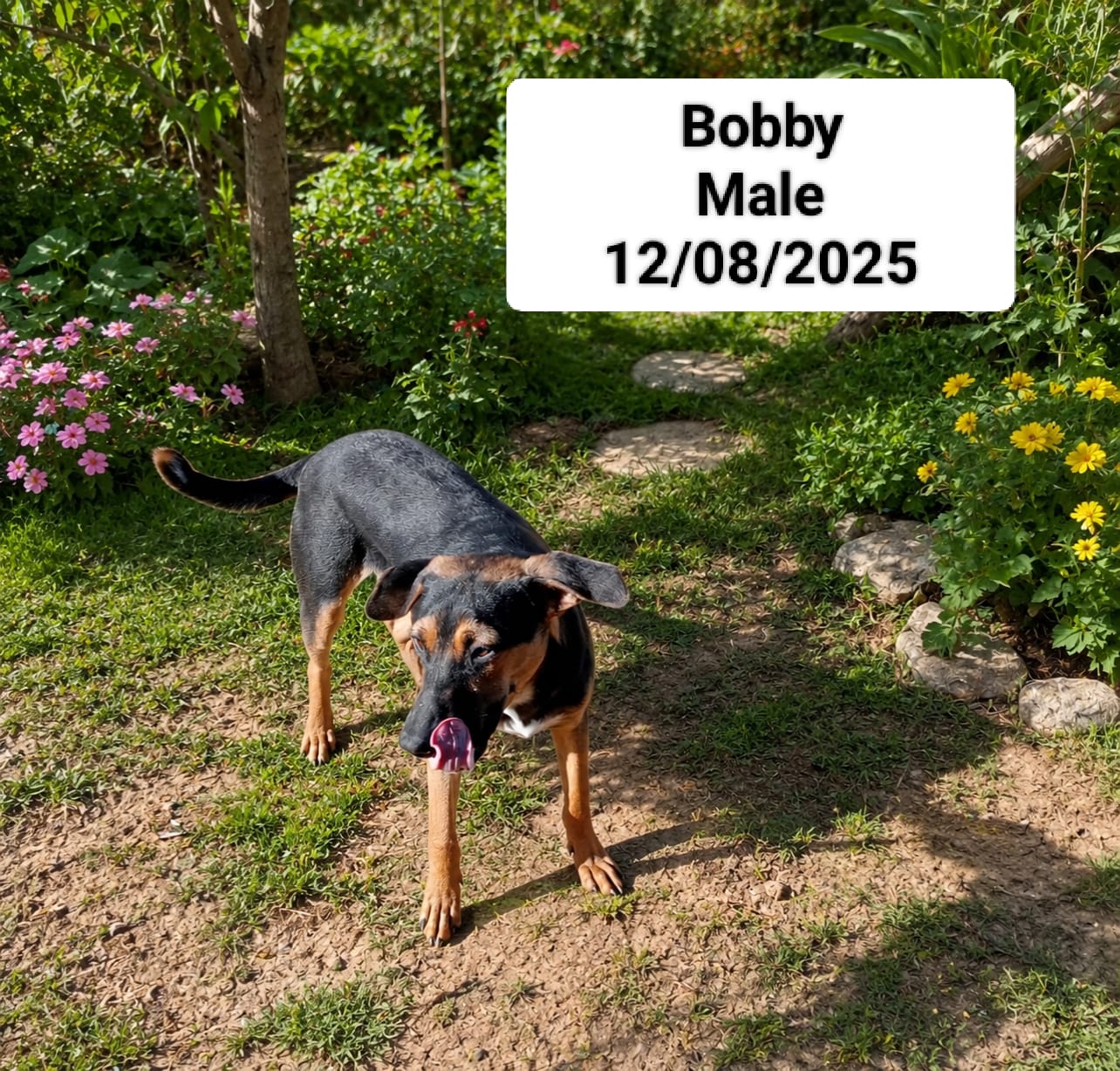 Dog image