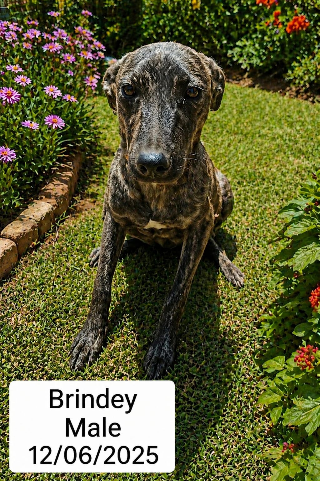 Dog image