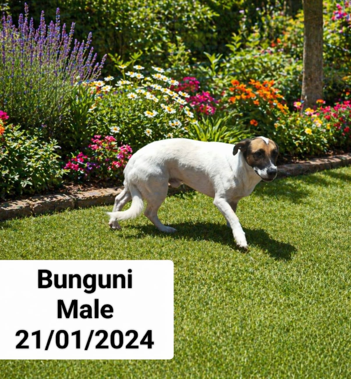 Dog image