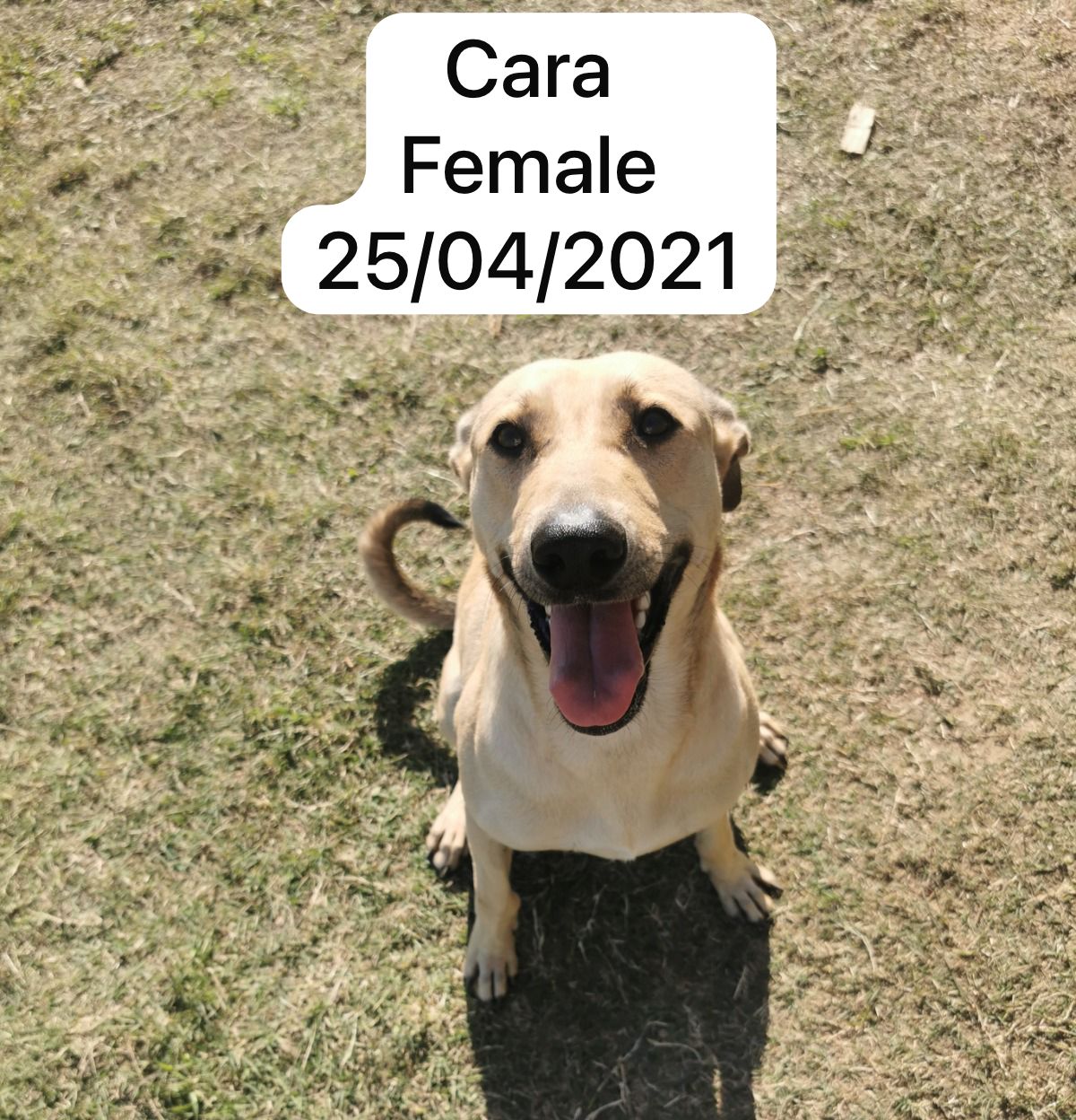 Dog image