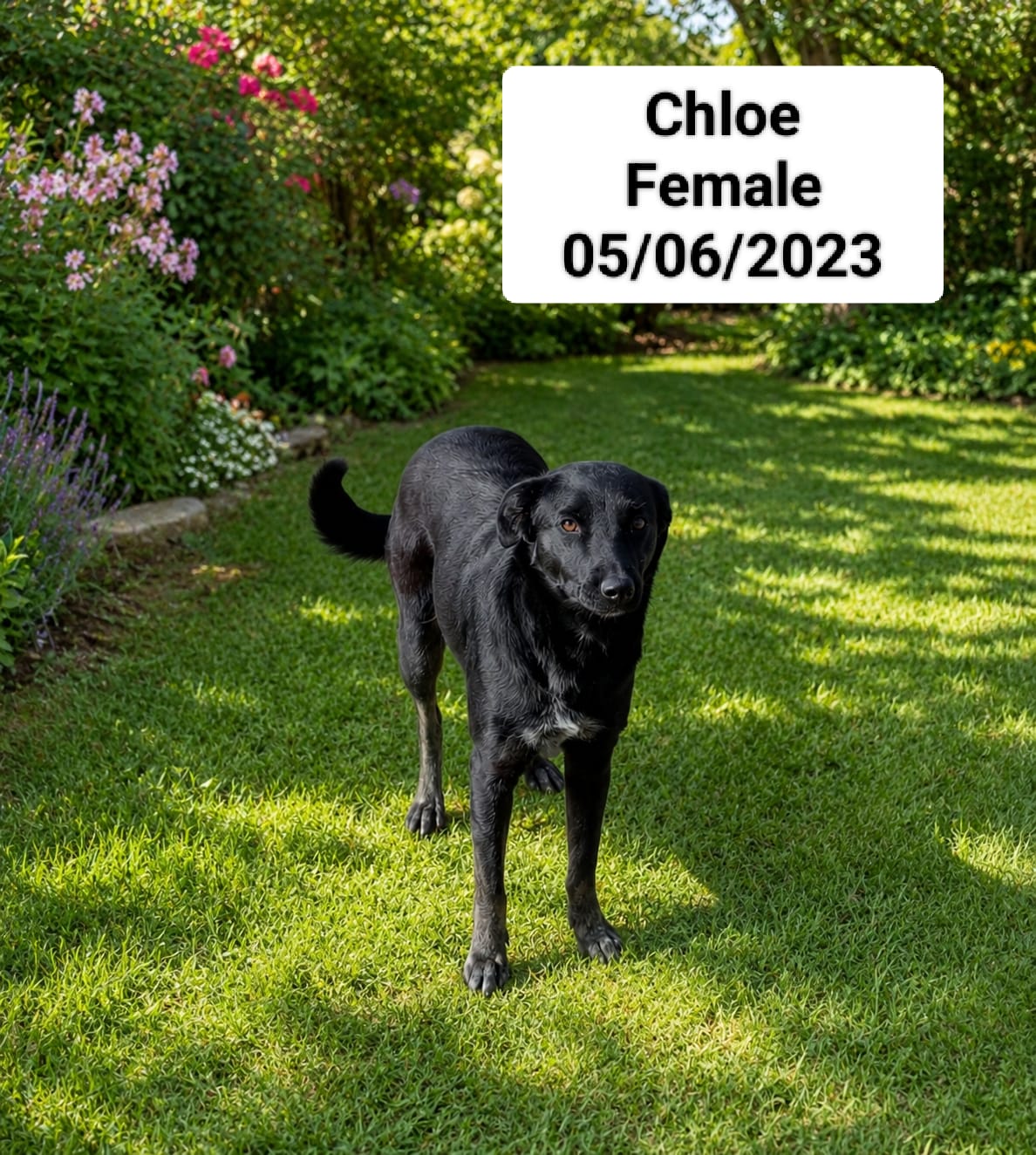 Dog image