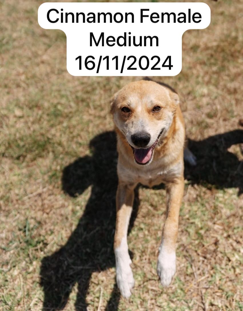 Dog image