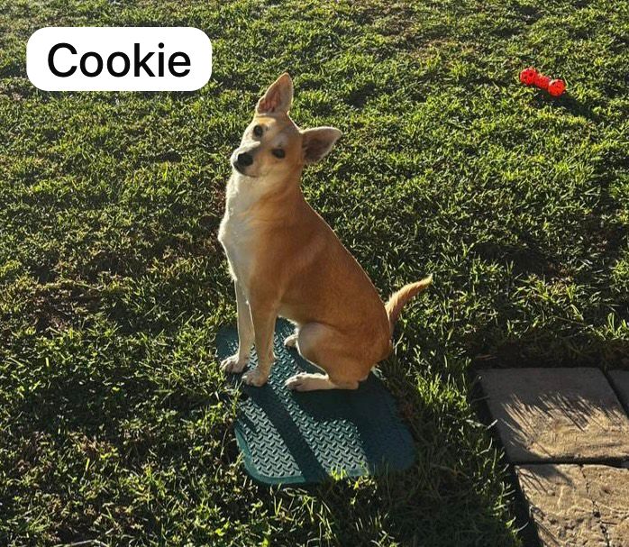Dog image