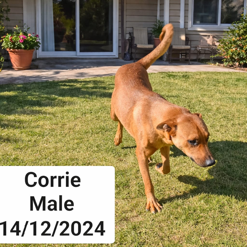 Dog image