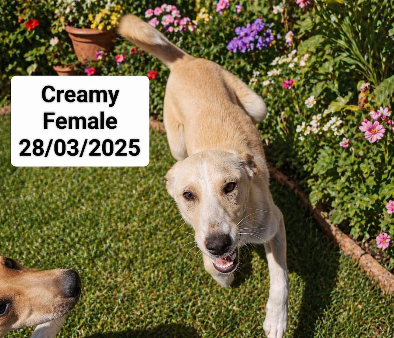 Dog image