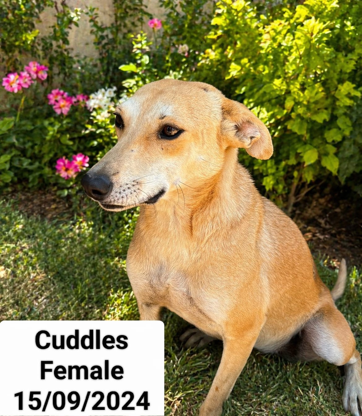 Dog image