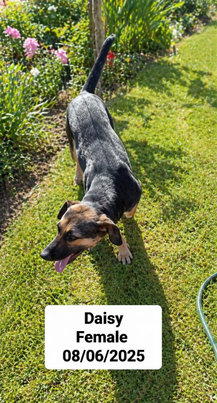 Dog image