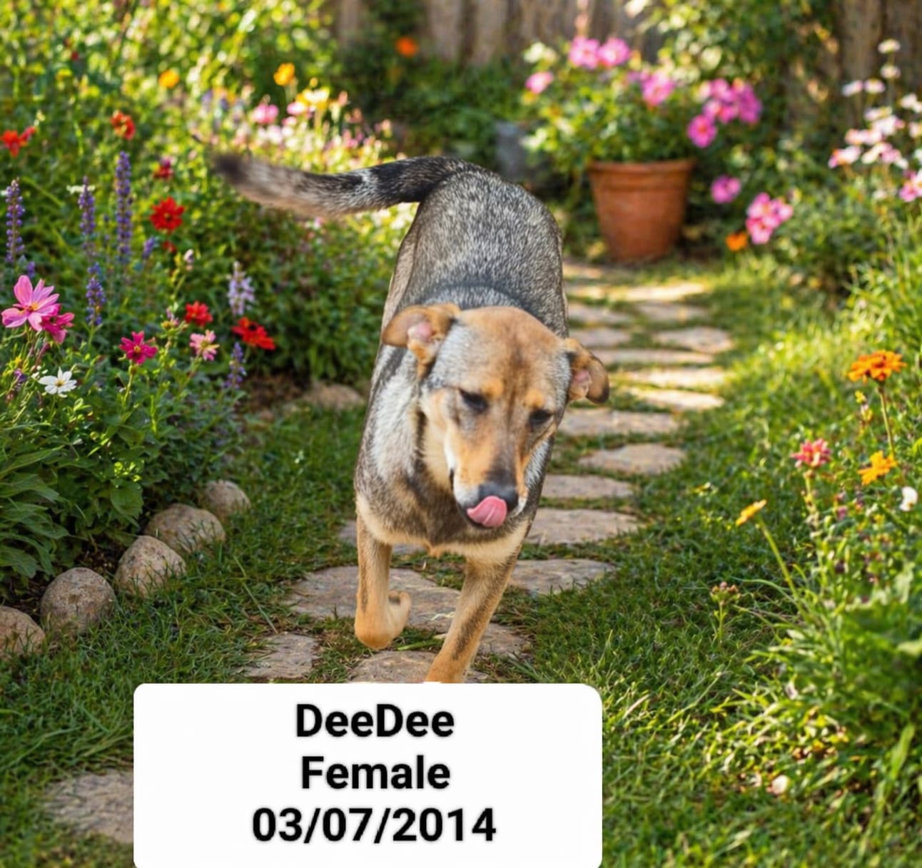 Dog image