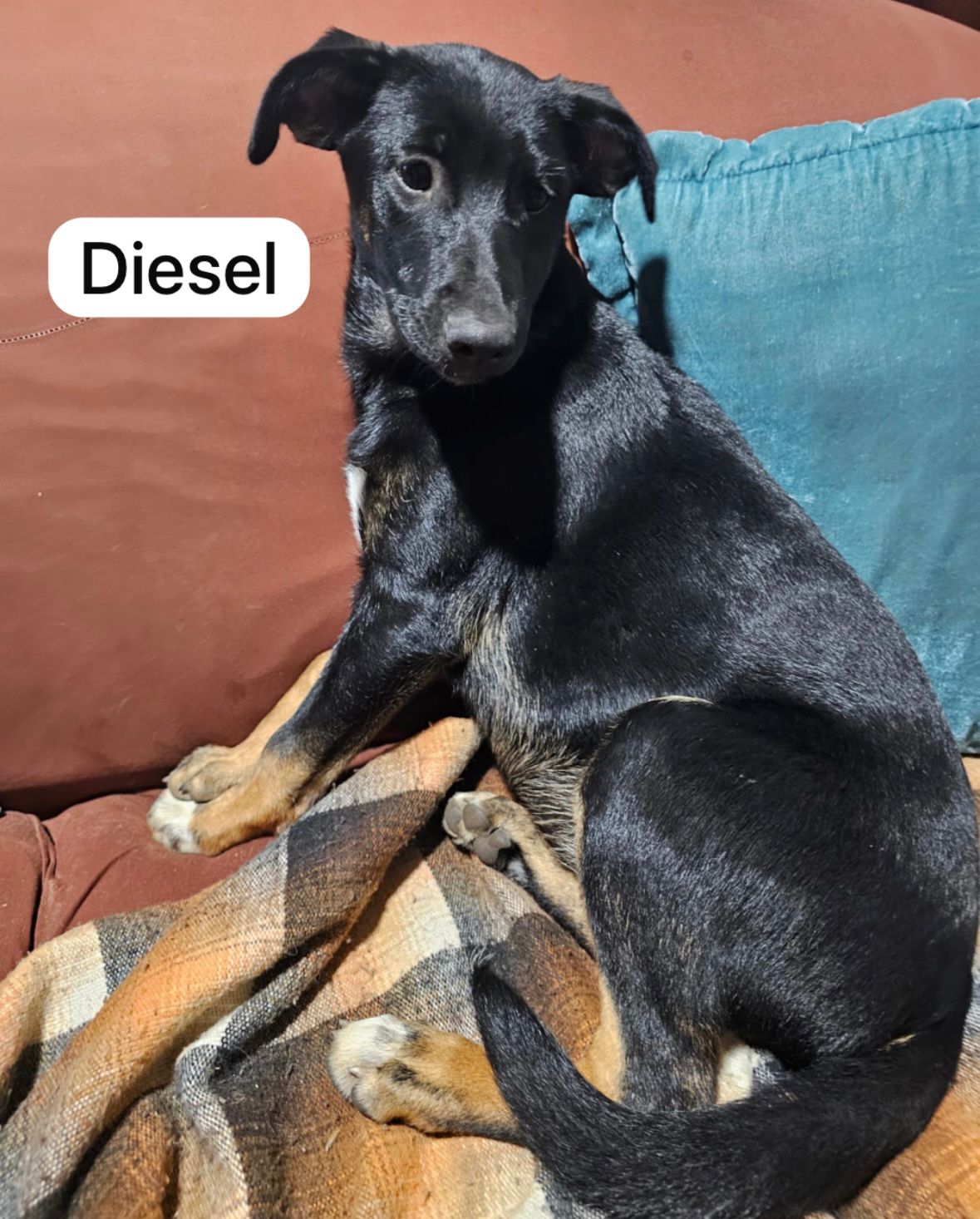 Dog image
