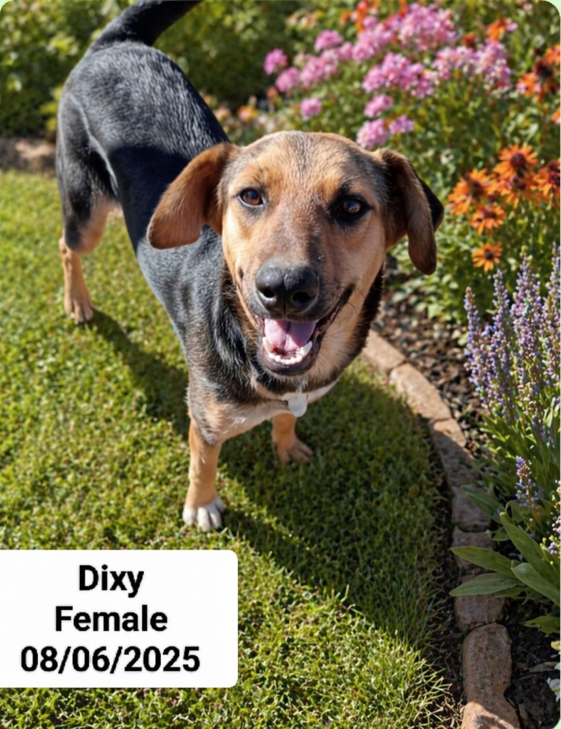 Dog image