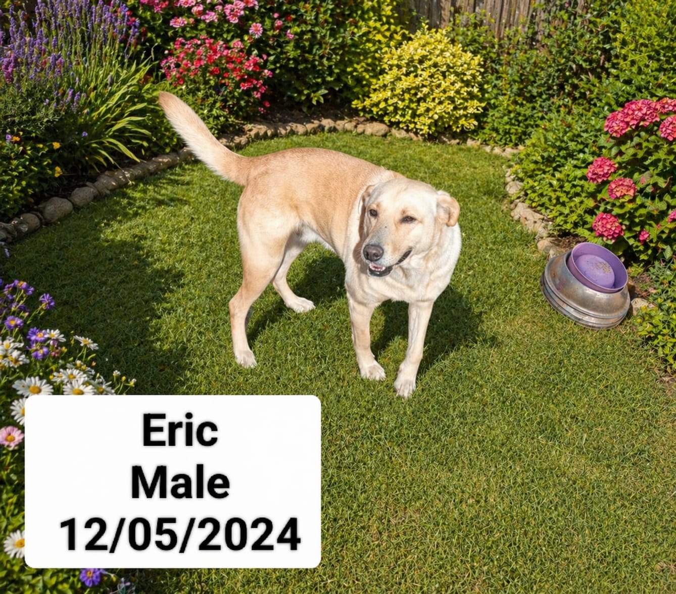 Dog image