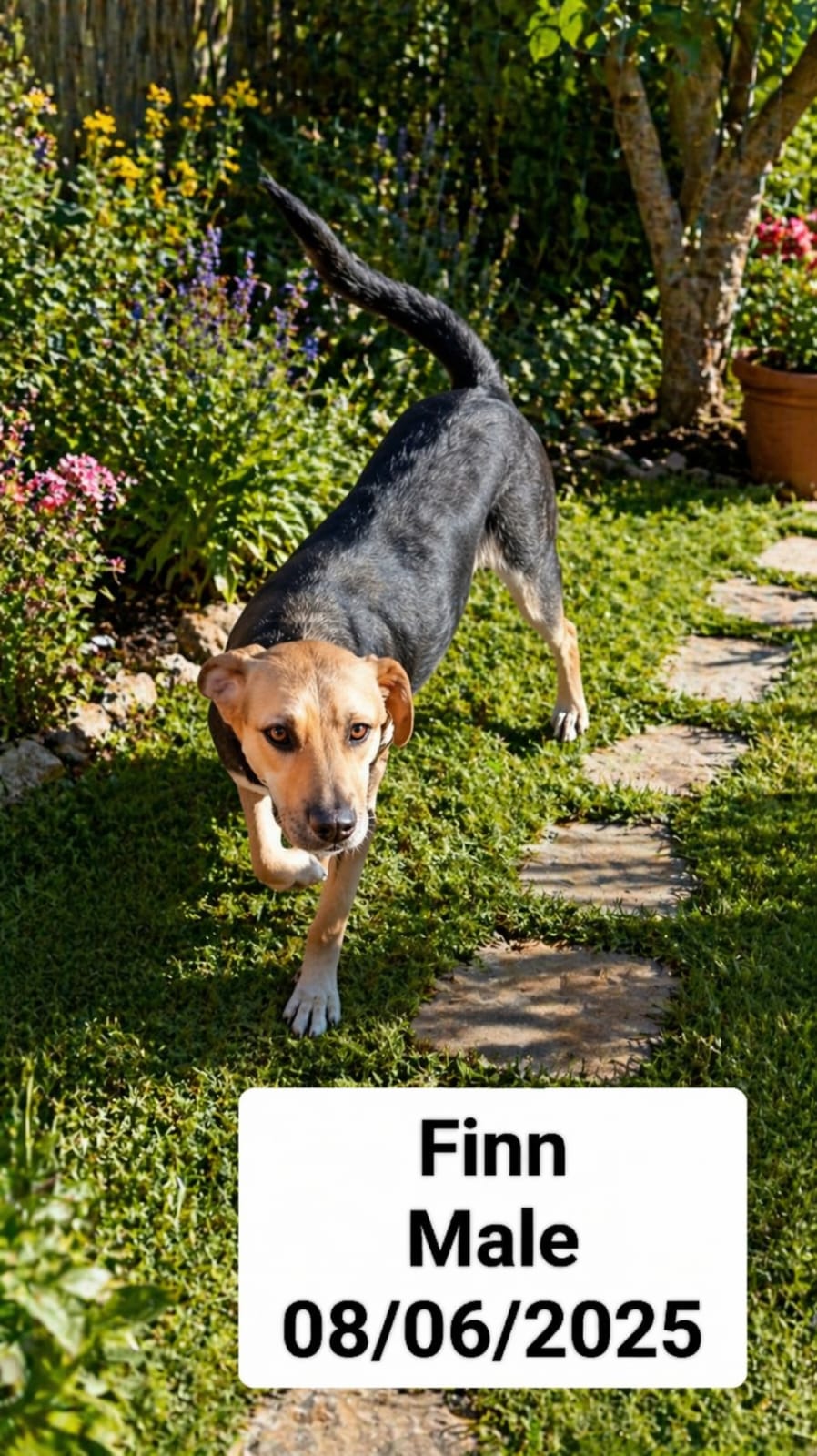 Dog image