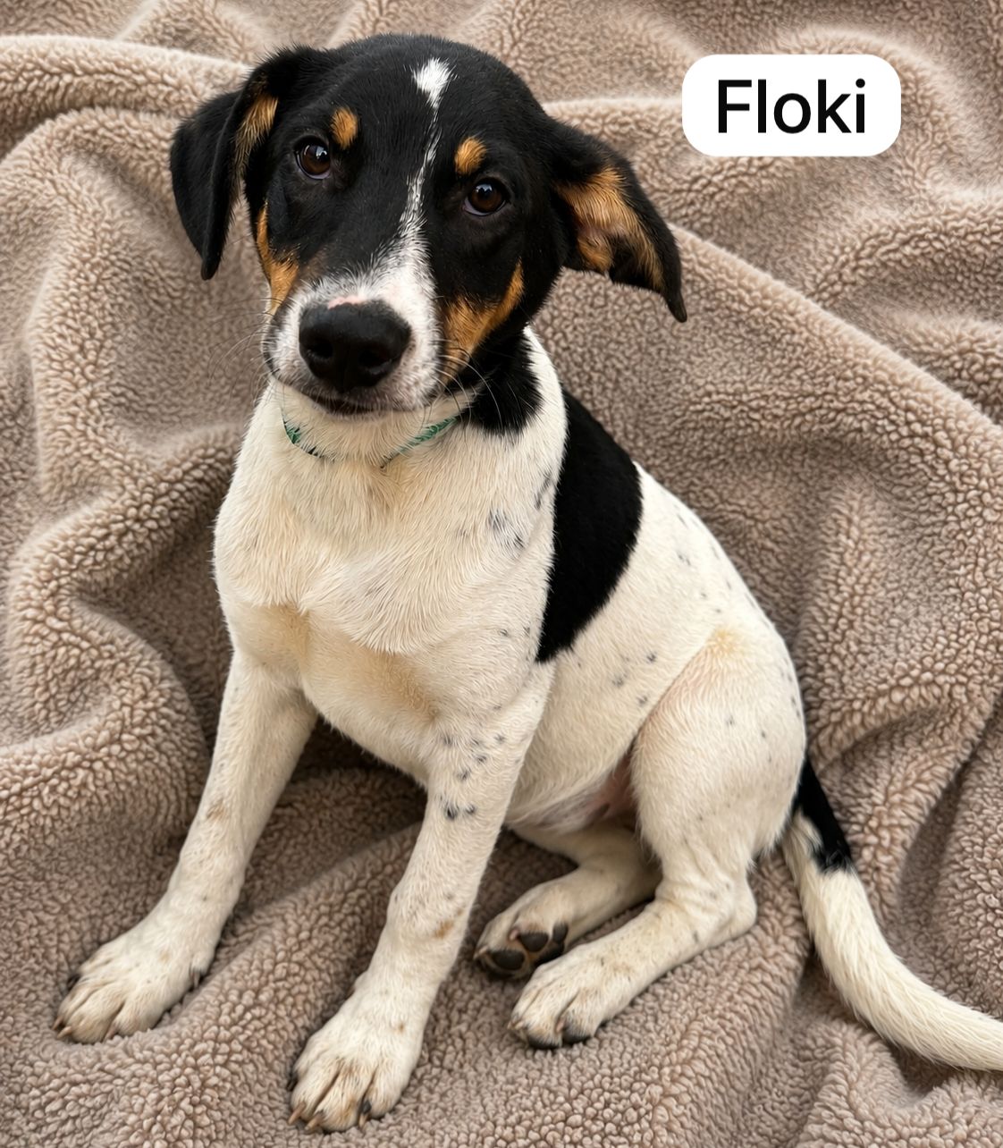 Dog image