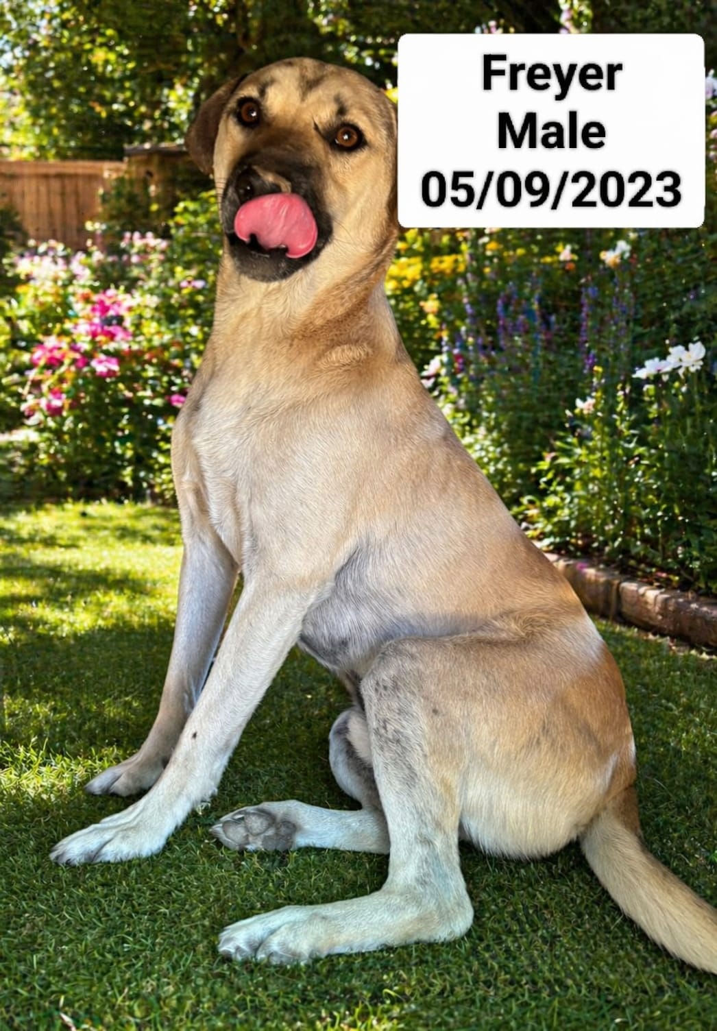 Dog image
