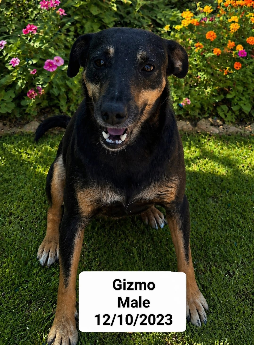 Dog image