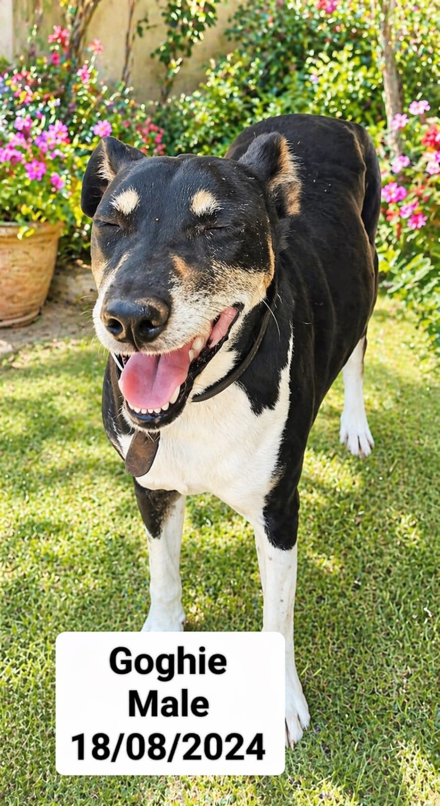 Dog image