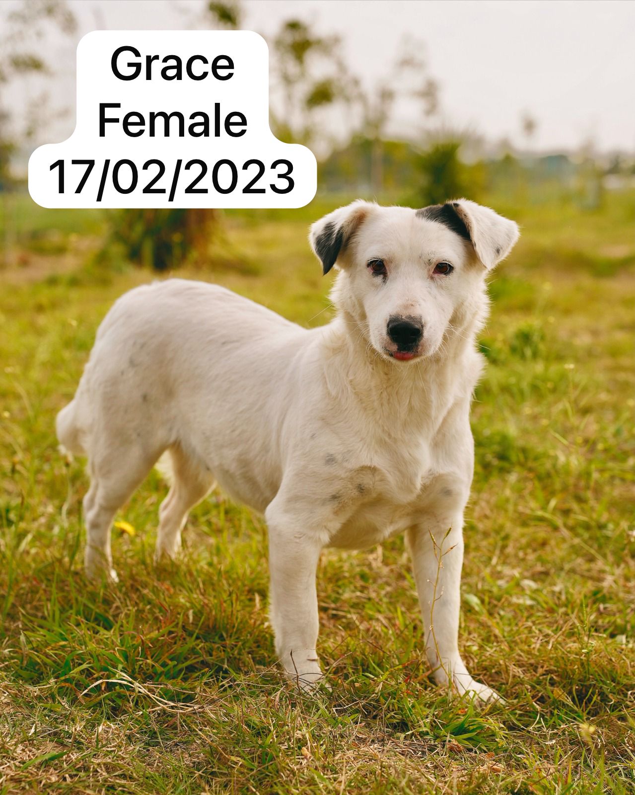 Dog image