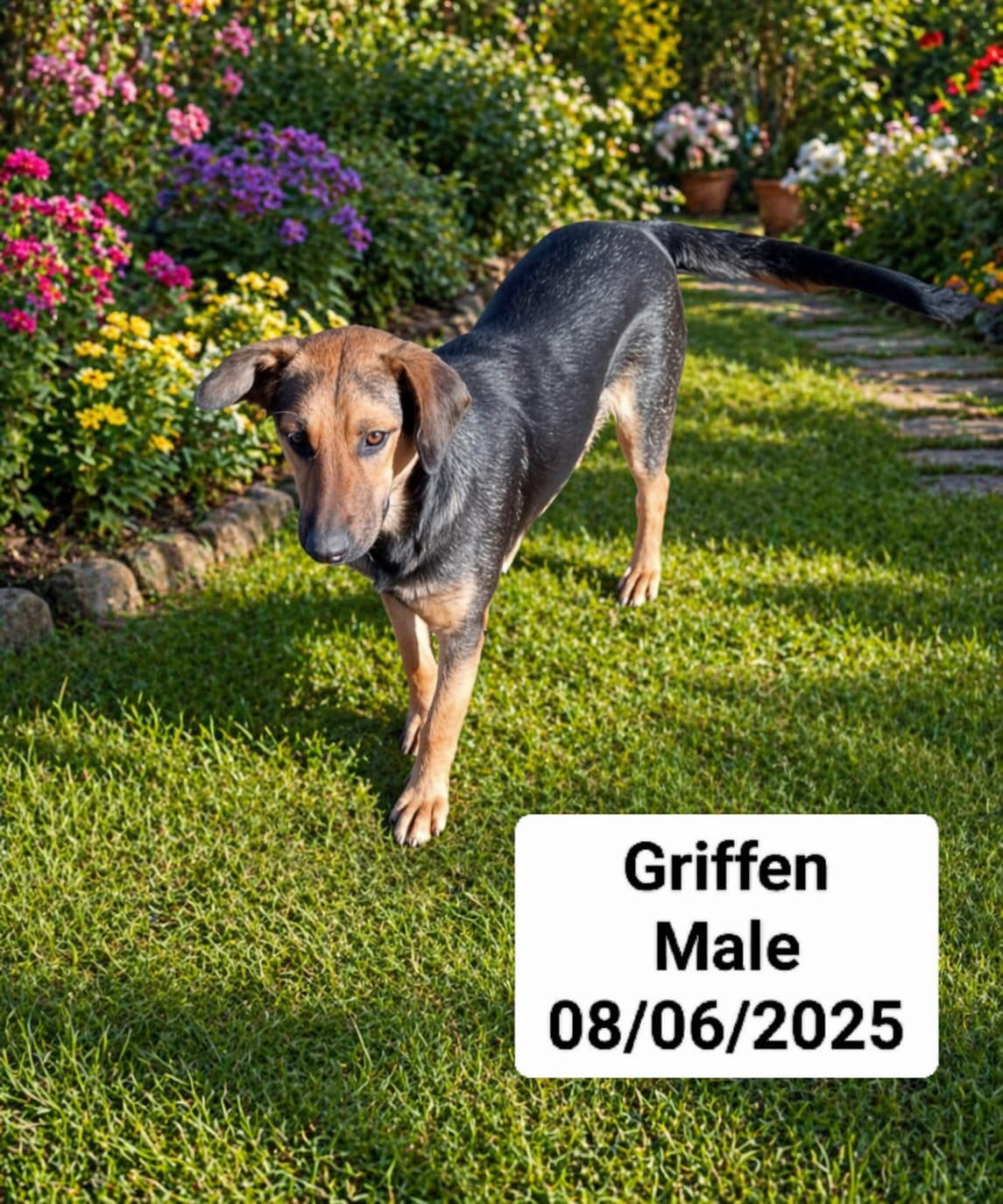 Dog image