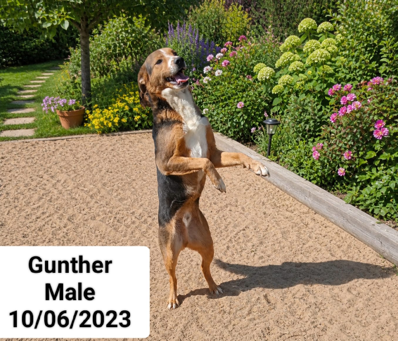 Dog image