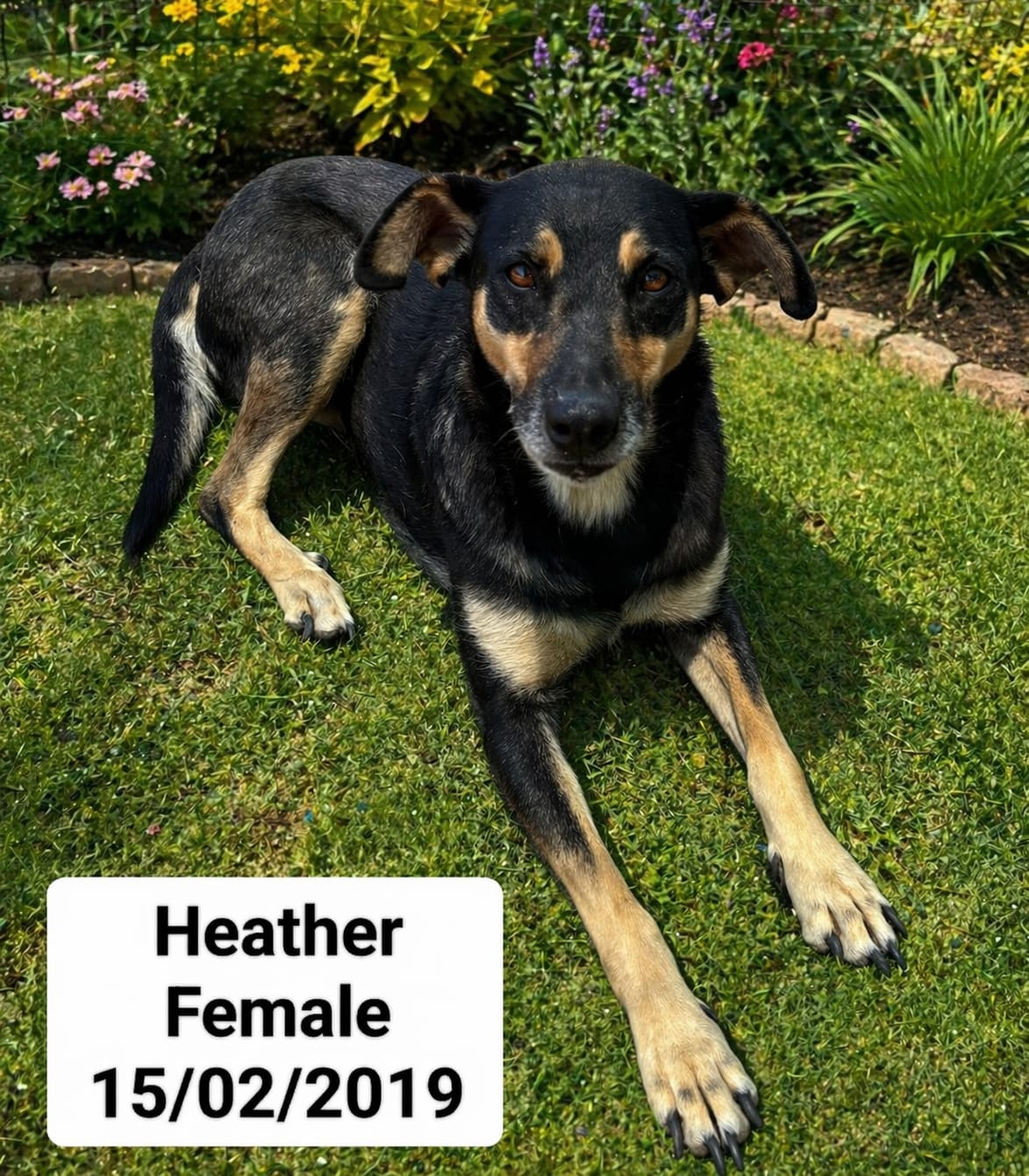 Dog image