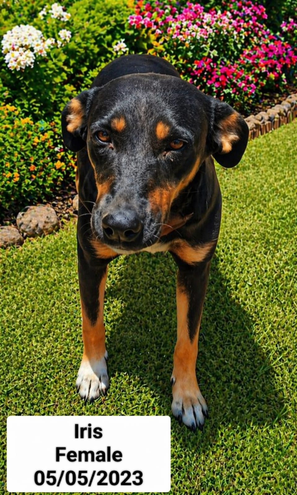 Dog image